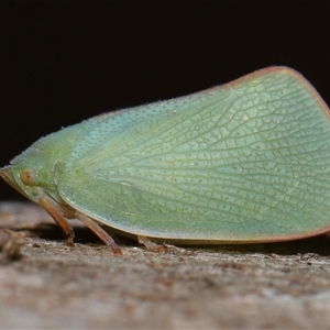 Siphanta acuta (Green planthopper, Torpedo bug) at Yarralumla, ACT by TimL