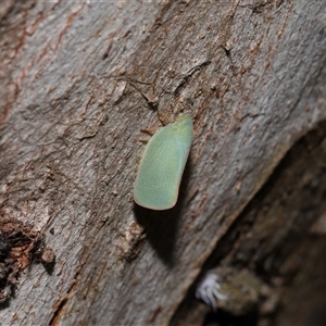 Siphanta acuta at Yarralumla, ACT - 12 Nov 2024 01:15 PM