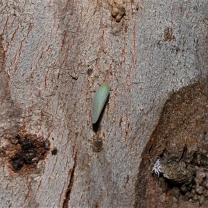 Siphanta acuta at Yarralumla, ACT - 12 Nov 2024 01:15 PM