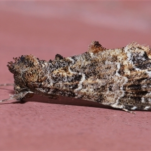 Arrade destituta (Arrade destituta) at Parkes, ACT by TimL