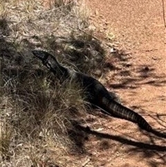 Varanus rosenbergi (Heath or Rosenberg's Monitor) at Ainslie, ACT - 17 Nov 2024 by rhyshardy