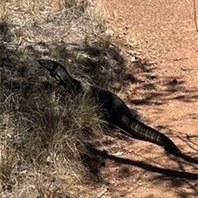 Varanus rosenbergi (Heath or Rosenberg's Monitor) at Ainslie, ACT - 18 Nov 2024 by rhyshardy