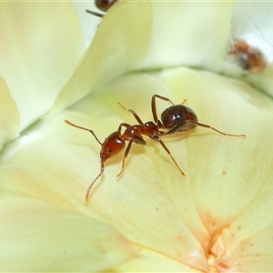 Papyrius sp. (genus) (A Coconut Ant) at Acton, ACT by TimL