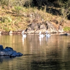 Pelecanus conspicillatus (Australian Pelican) at Strathnairn, ACT - 19 Nov 2024 by jeremyahagan