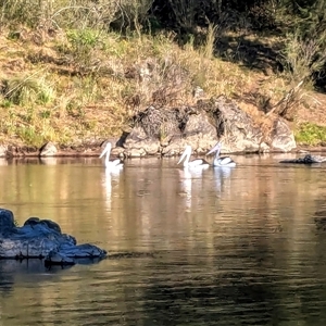 Pelecanus conspicillatus at Strathnairn, ACT - 20 Nov 2024 07:29 AM