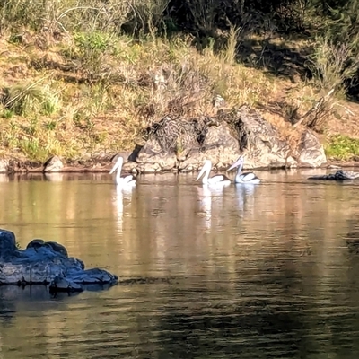 Pelecanus conspicillatus (Australian Pelican) at Strathnairn, ACT - 19 Nov 2024 by jeremyahagan