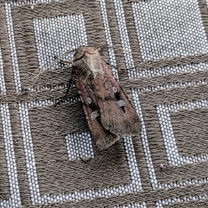 Agrotis infusa (Bogong Moth, Common Cutworm) at Uriarra Village, ACT by jeremyahagan