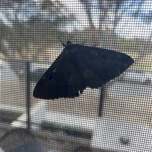 Dasypodia selenophora (Southern old lady moth) at Greenway, ACT by gnome54321