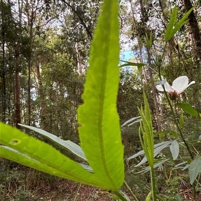 Unidentified Plant at Lorne, NSW - 7 Nov 2024 by Butlinz