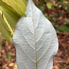 Neolitsea dealbata (White Bolly Gum) at Lorne, NSW - 6 Nov 2024 by Butlinz