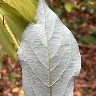 Neolitsea dealbata (White Bolly Gum) at Lorne, NSW - 6 Nov 2024 by Butlinz
