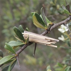 Clania lewinii & similar Casemoths (Parallel stick Case Moths) at Conder, ACT - 7 Jan 2024 by MichaelBedingfield