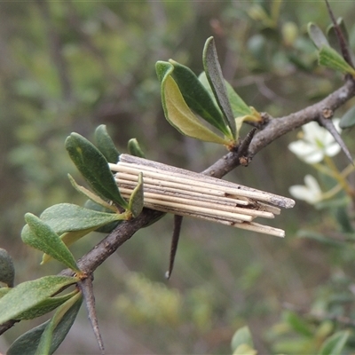 Clania lewinii & similar Casemoths (Parallel stick Case Moths) at Conder, ACT - 7 Jan 2024 by MichaelBedingfield