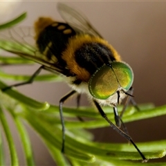 Scaptia (Scaptia) auriflua (A flower-feeding march fly) at Bungonia, NSW - 17 Nov 2024 by KorinneM