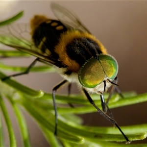 Scaptia (Scaptia) auriflua at Bungonia, NSW by KorinneM