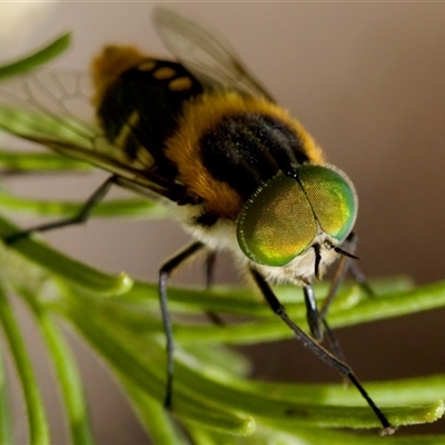 Scaptia (Scaptia) auriflua (A flower-feeding march fly) at Bungonia, NSW - 17 Nov 2024 by KorinneM