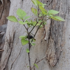 Solanum nigrum (Black Nightshade) at Conder, ACT - 7 Jan 2024 by MichaelBedingfield