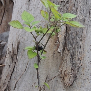 Solanum nigrum at Conder, ACT by MichaelBedingfield