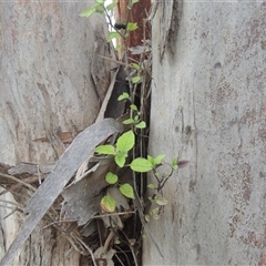 Solanum nigrum at Conder, ACT - 7 Jan 2024