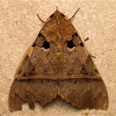 Serrodes campana (An Erebid moth) at Bulli, NSW - 20 Nov 2024 by jb2602