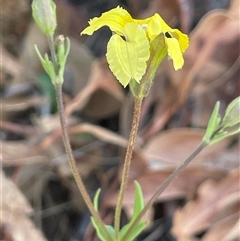 Goodenia paradoxa (Spur Goodenia) at Michelago, NSW - 20 Nov 2024 by JaneR