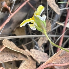 Goodenia paradoxa at Michelago, NSW - 20 Nov 2024