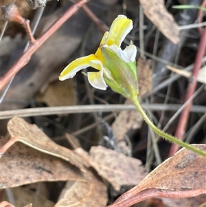 Goodenia paradoxa at Michelago, NSW - 20 Nov 2024