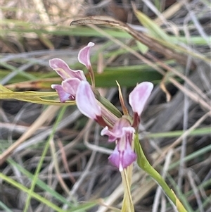 Diuris dendrobioides at Michelago, NSW by JaneR