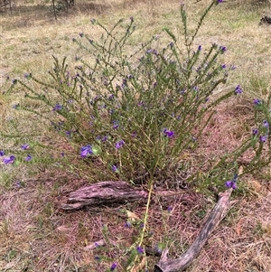 Echium plantagineum at Watson, ACT - 20 Nov 2024 11:17 AM