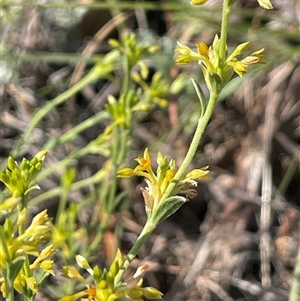 Pimelea curviflora at Michelago, NSW by JaneR