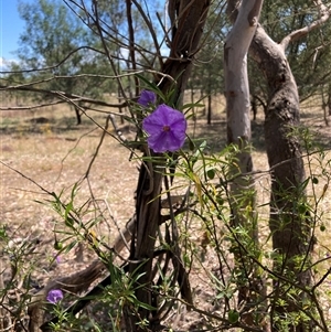 Solanum linearifolium at Watson, ACT - 19 Nov 2024 03:20 PM