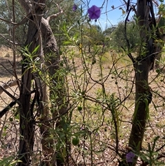 Solanum linearifolium at Watson, ACT - 19 Nov 2024 03:20 PM