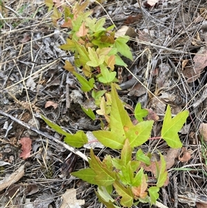 Acer buergerianum at Watson, ACT - 20 Nov 2024