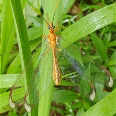 Unidentified Lacewing (Neuroptera) at Palmers Island, NSW - 20 Nov 2024 by Topwood