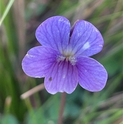 Viola betonicifolia subsp. betonicifolia (Arrow-Leaved Violet) at Tinderry, NSW - 20 Nov 2024 by JaneR