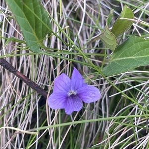 Viola betonicifolia subsp. betonicifolia at Tinderry, NSW - 20 Nov 2024