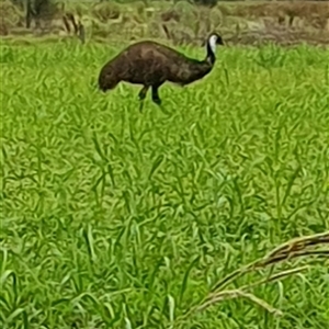 Dromaius novaehollandiae at Tyndale, NSW - 20 Nov 2024