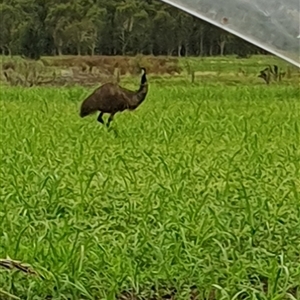 Dromaius novaehollandiae at Tyndale, NSW - 20 Nov 2024