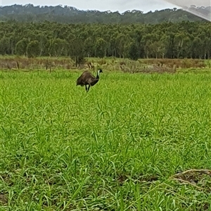 Dromaius novaehollandiae at Tyndale, NSW - 20 Nov 2024