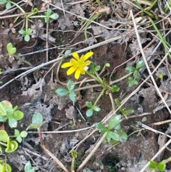 Ranunculus amphitrichus (Small River Buttercup) at Tinderry, NSW - 20 Nov 2024 by JaneR