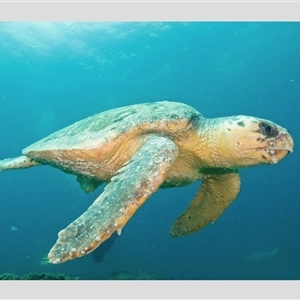 Caretta caretta (Loggerhead Turtle) at North Stradbroke Island, QLD by MichaelBedingfield