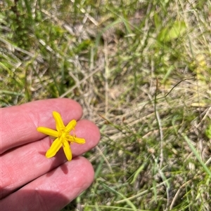 Hypoxis hygrometrica at Cotter River, ACT - 20 Nov 2024 02:04 PM