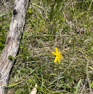 Hypoxis hygrometrica at Cotter River, ACT - 20 Nov 2024