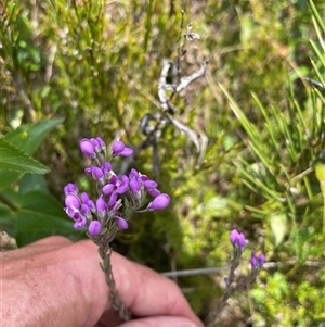 Comesperma retusum at Cotter River, ACT - 20 Nov 2024