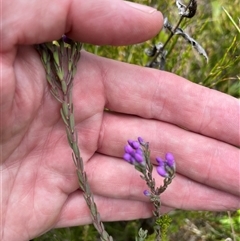 Comesperma retusum at Cotter River, ACT - 20 Nov 2024