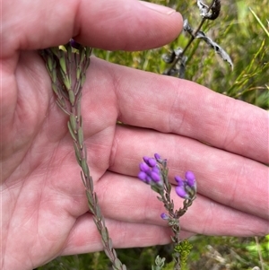 Comesperma retusum at Cotter River, ACT - 20 Nov 2024