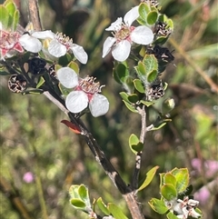 Leptospermum micromyrtus (Button Tea-tree) at Tinderry, NSW - 20 Nov 2024 by JaneR