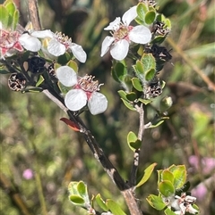 Leptospermum micromyrtus (Button Tea-tree) at Tinderry, NSW - 19 Nov 2024 by JaneR