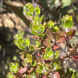 Leptospermum micromyrtus at Tinderry, NSW - 20 Nov 2024