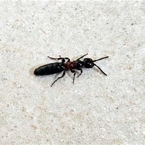 Tiphiidae (family) at Hawker, ACT - 21 Nov 2024